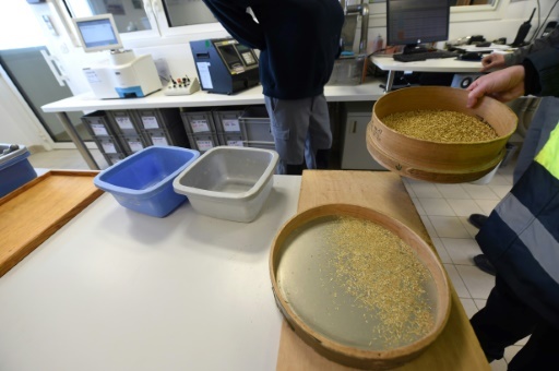 Le tri des échantillons de grains le 13 mars 2018 au silo du groupe Soufflet au port de La Rochelle. Grâce à ce silo, le groupe exporte les céréales notamment vers l'Afrique
 © Mehdi FEDOUACH AFP