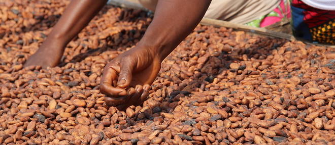 Des femmes assurent le s&#233;chage de f&#232;ves de cacao en C&#244;te d'Ivoire. Plus que jamais, la technologie doit s'adapter &#224; l'environnement africain.&#160;