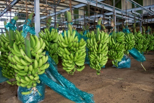 Les bananes guadeloupeennes reprennent le chemin de la France apres Maria