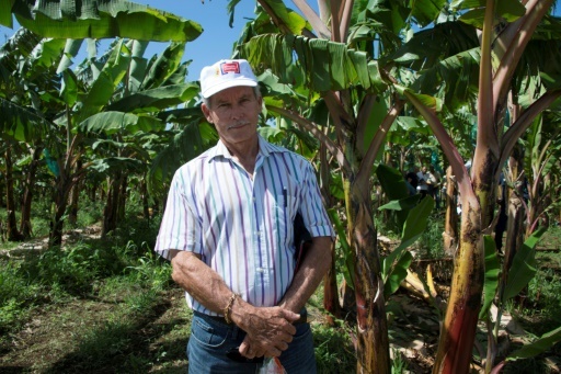 Francis Lignieres, président des producteurs de bananes en Guadeloupe, dans l'exploitation de la  SCA Blondinière à Capesterre Belle-Eau, (Guadeloupe), le 10 avril 2018 © Helene Valenzuela AFP