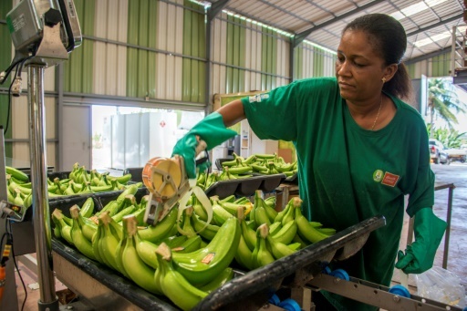 Une employée met des étiquettes sur les bananes dans le centre de stockage de l'exploitation de   Changy-Dambas à Capesterre Belle-Eau, en Guadeloupe, le 10 avril  2018 © Helene Valenzuela AFP