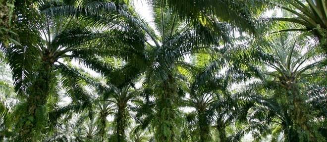 La bio-raffinerie de Total a La Mede sera dopee a l'huile de palme, denoncent des ONG