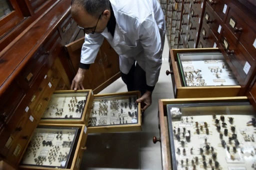 Non loin des tiroirs où reposent ces insectes séchés, des incubateurs en abritent des milliers d'autres, bien vivants, élevés pour servir d'armes de "lutte biologique" © RYAD KRAMDI AFP/Archives