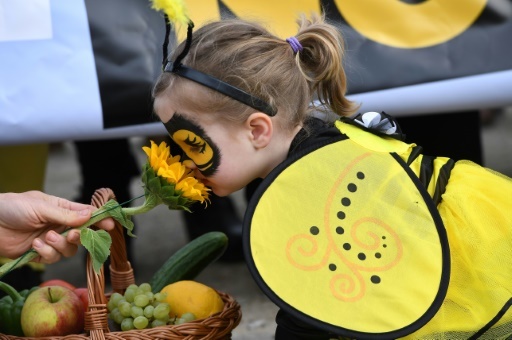 Une fillette déguisée en abeille hume une fleur de tournesol lors d'une manifestation appelant l'Union européenne à interdire les pesticides nocifs pour les abeilles, le 27 avril 2018 à Bruxelles © Emmanuel DUNAND AFP