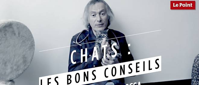 Les Bons Conseils De Thierry Bedossa Quelle Identification Choisir Pour Son Chat Le Point