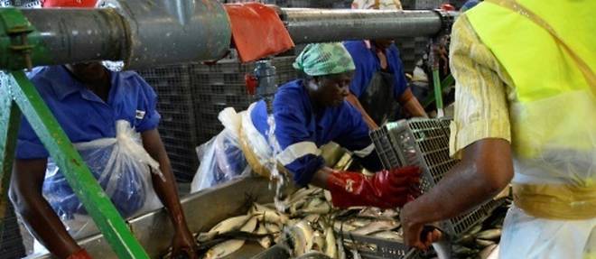 Dans l'Angola petrolier en crise, le reve de la diversification par la peche