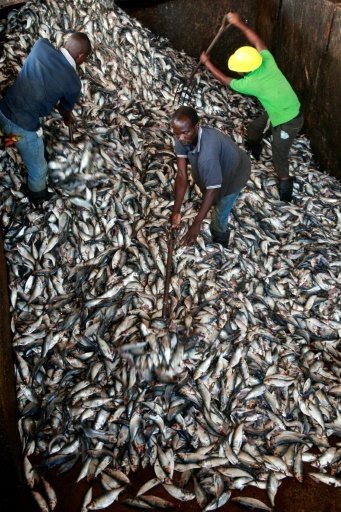Du poisson frais à son arrivée à l'usine de Benguela, le 12 février 2018 © AMPE ROGERIO AFP