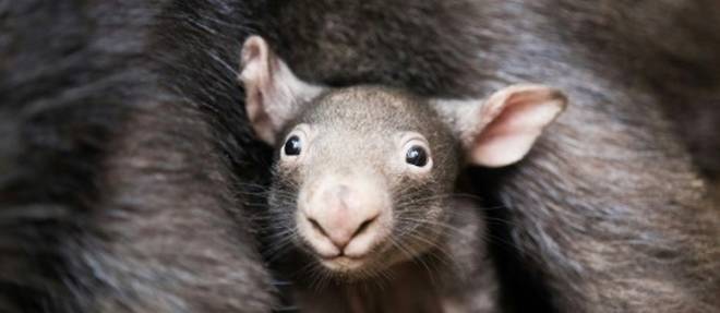 Les morsures aux fesses, la cle de la survie des wombats en Australie?