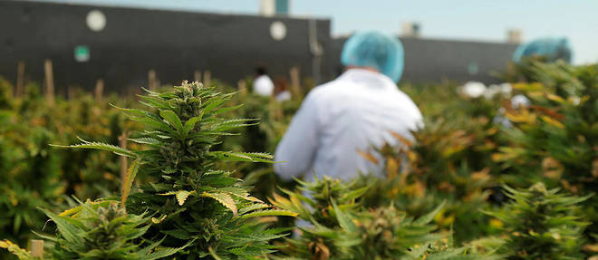 Culture de marijuana en Uruguay, le premier &#201;tat au monde &#224; avoir l&#233;galiser cette drogue.