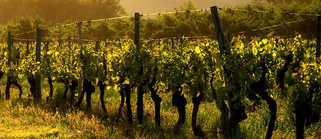 Le vignoble AOC Saussignac le soir au printemps.&#160;