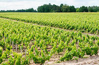  Domaine de Chevalier, Grand Cru Classe de Graves, Pessac Leognan, grand vin de Bordeaux 