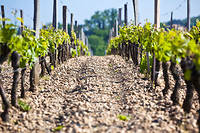  France, Gironde (33), Pomerol, le vignoble, la vigne au printemps, taille guillot simple, sol de graves 
