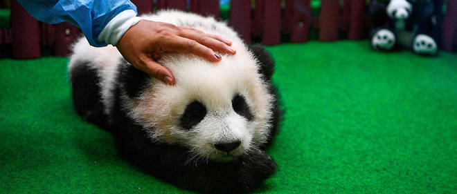 Un Bebe Panda Ne Au Zoo De Kuala Lumpur Presente Au Public Le Point