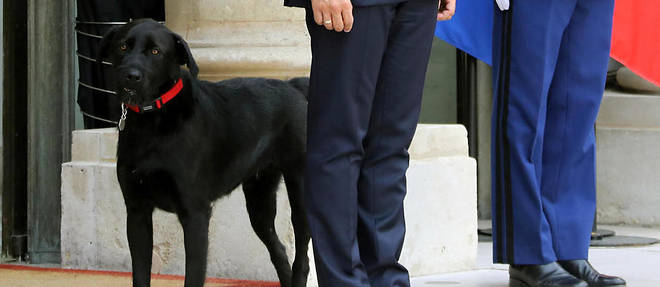 Nemo, le chien des Macron, a &#233;t&#233; adopt&#233; &#224; la SPA, au refuge d'Hermeray.&#160;