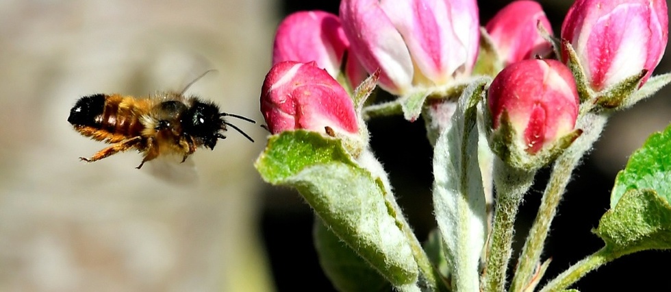 Des lyceens inventent une fleur "connectee" pour mieux connaitre les abeilles