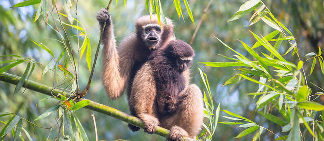 Deux gibbons hoolock occidental,&#160;primates asiatiques de la famille des hylobatid&#233;s. Photo d'illustration.
