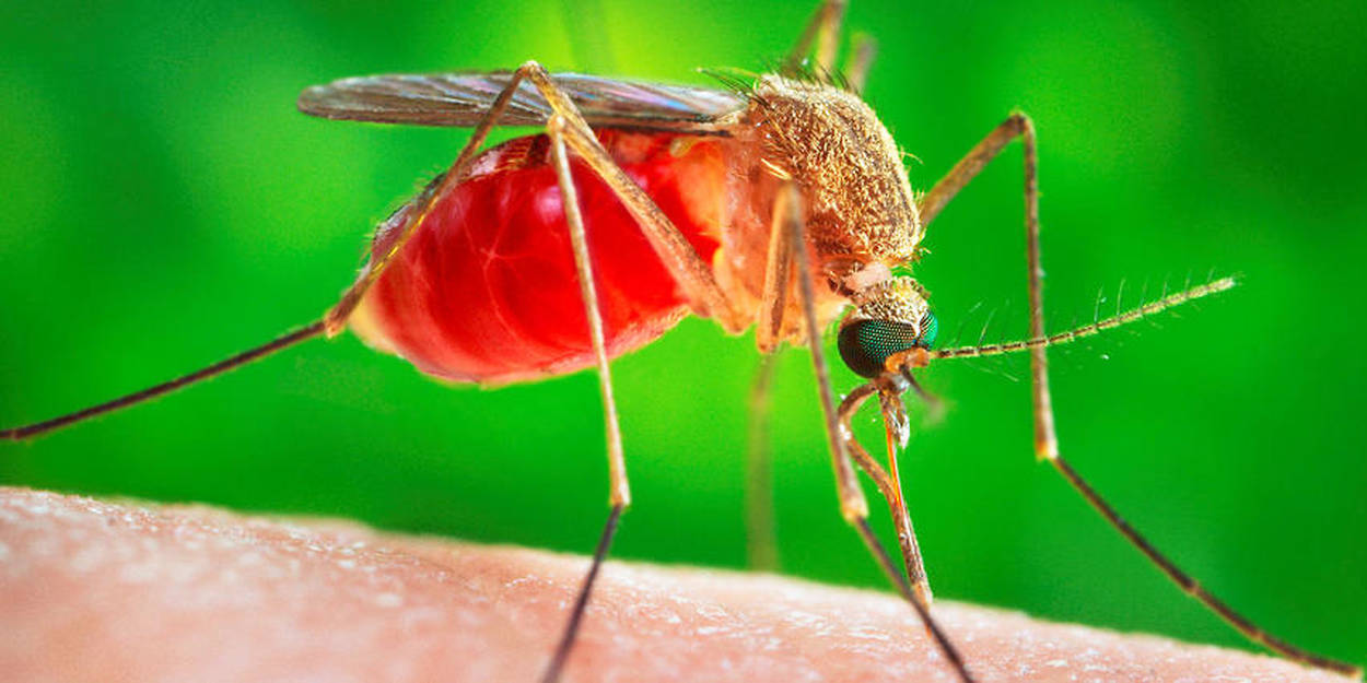 Protège de toutes les espèces de moustiques (culex, aedes, anophèle).