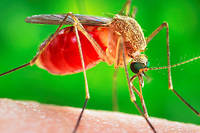 En France, les moustiques transmettent aussi le&nbsp;virus paralysant Usutu