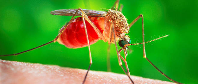 Un moustique Culex quinquefasciatus, transmetteur de virus.