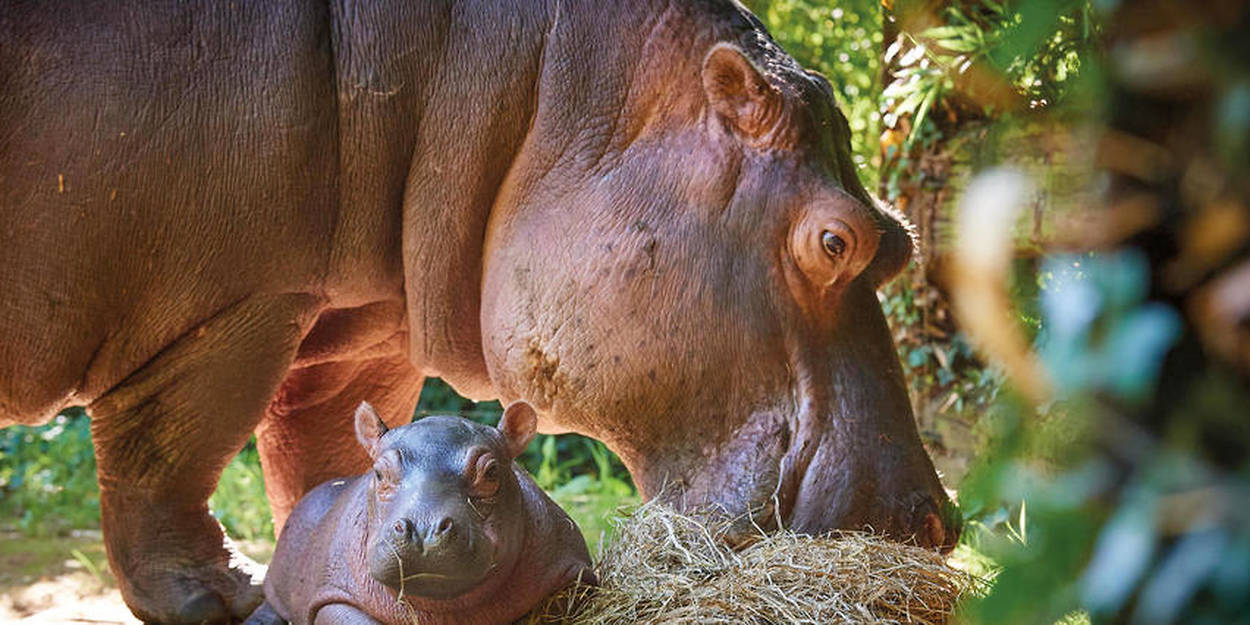 Nouveau Bebe Hippopotame Cherche Prenom Le Point