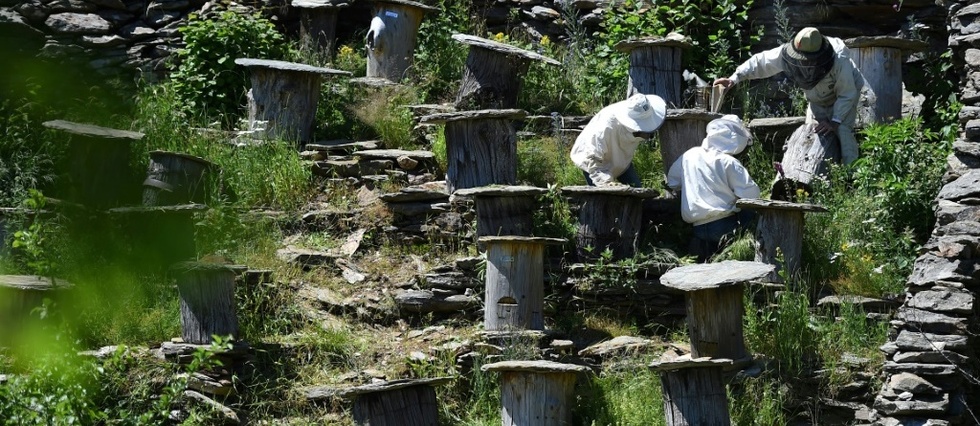 En Lozere, des pratiques ancestrales pour preserver l'abeille noire