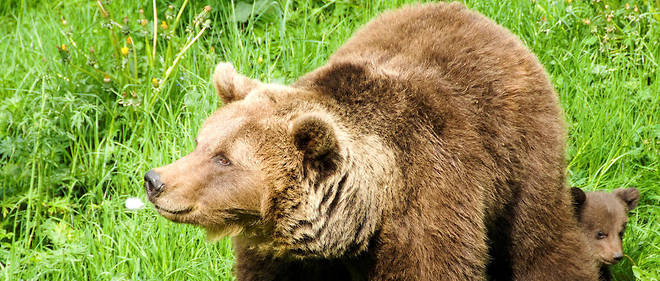Une ourse brune et son petit dans les Pyr&#233;n&#233;es-Atlantiques (illustration).