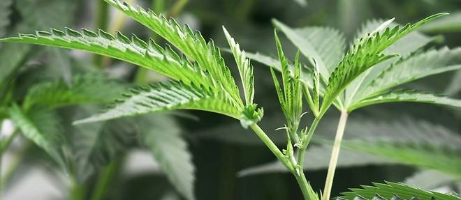 Des elus et des medecins demandent la legalisation du cannabis a usage medical