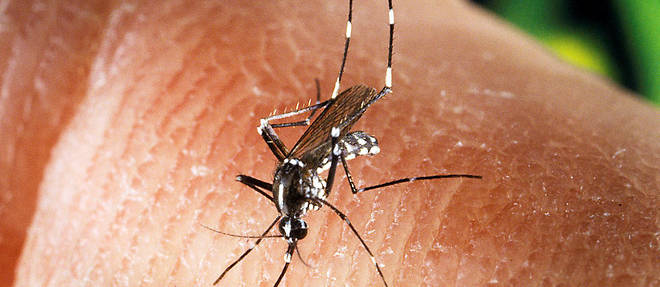 Dans les faits, le risque d'&#234;tre piqu&#233; en France par un moustique-tigre infect&#233; par un virus est infime.
