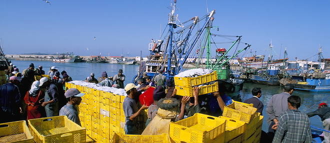 Parmi les secteurs qui peuvent participer de mani&#232;re signifiante &#224; l'accroissement du commerce intra-africain, il y a celui de la p&#234;che. Ici, le d&#233;barquement de prise de sardine &#224; Essaouira, au Maroc.