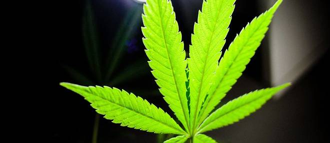 La cannabis therapeutique va etre autorise au Royaume-Uni sur prescription a partir de l'automne, a annonce jeudi le ministre britannique de l'Interieur Sajid Javid. 
