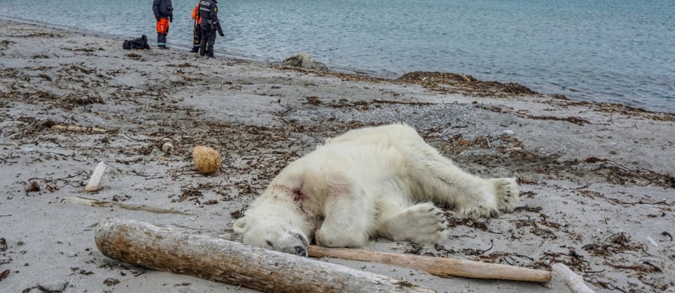 Attaque D Un Ours Polaire En Arctique Un Homme Hospitalise L Ours Abattu Le Point