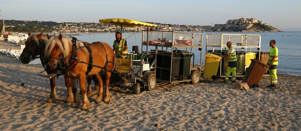 A Calvi Une Hippomobile Ramasse Les Poubelles Des - 