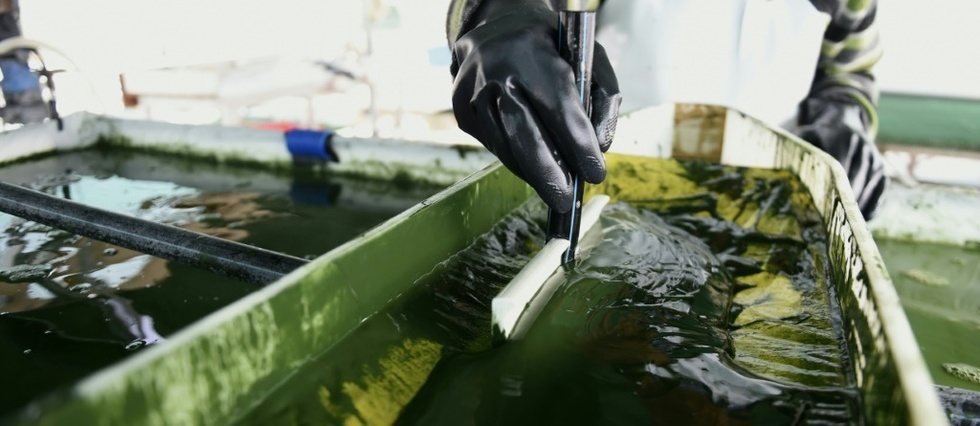 Une ferme geante de micro-algues de 32 ha en construction en Bretagne