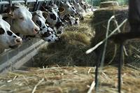 L'exportation de vaches normandes vers l'Iran contrari&eacute; par les sanctions am&eacute;ricaines