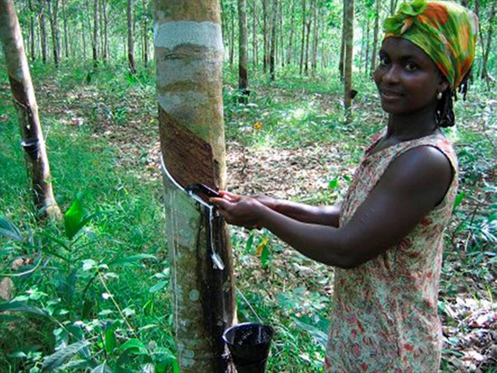 Une ouvrière agricole dans une culture d'hévéa en Côte d'Ivoire. ©  DR
