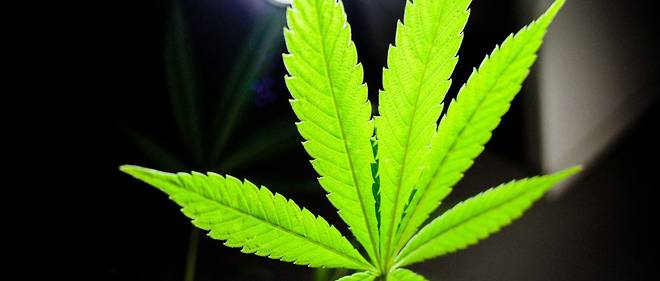 Le cannabis pourrait apporter 70 milliards de dollars a l'economie americaine en 2021.