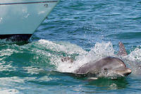 Le grand dauphin de Bretagne&nbsp;: l'aimer, c'est le respecter