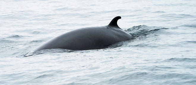 Une baleine de Minke nage a proximite de Gloucester, dans le Massachusetts (photo d'illustration).