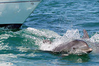 Zafar, le dauphin qui effraie les baigneurs en Bretagne