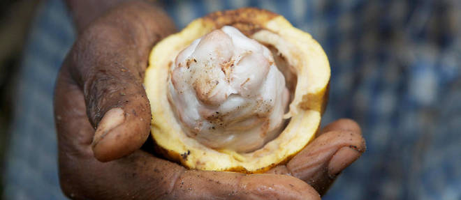 Le Ghana et la Cote d'Ivoire sont les deux premiers producteurs mondiaux de cacao. Le swollen shoot constitue une vraie menace economique.