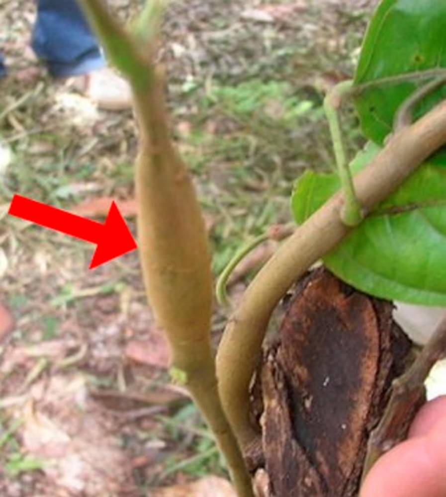 Le swollen shoot fait anormalement gonfler les rameaux des cacaoyers. ©  WikimediaCC