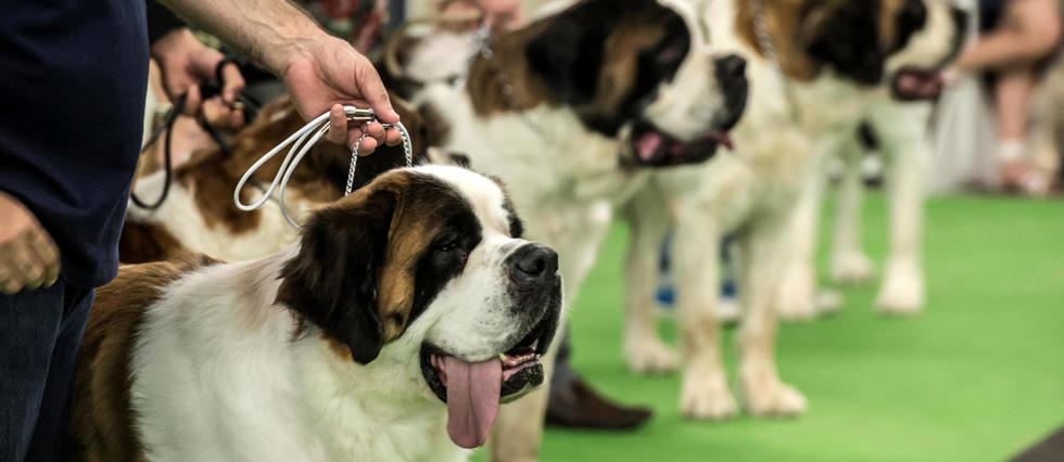 Oui, la bave des chiens et des chats peut être dangereuse - Le Point