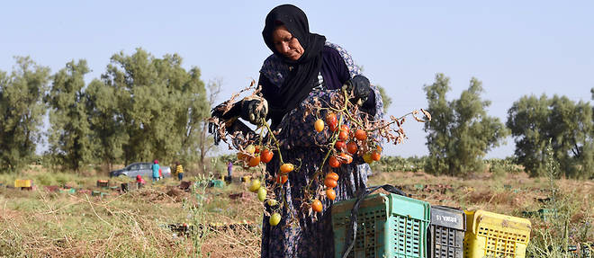 Une agricultrice tunisienne de Menzel Mheri dans le gouvernorat de Kairouan.
