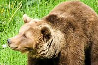 Fran&ccedil;ois de Rugy confirme la r&eacute;introduction d'ourses dans les Pyr&eacute;n&eacute;es