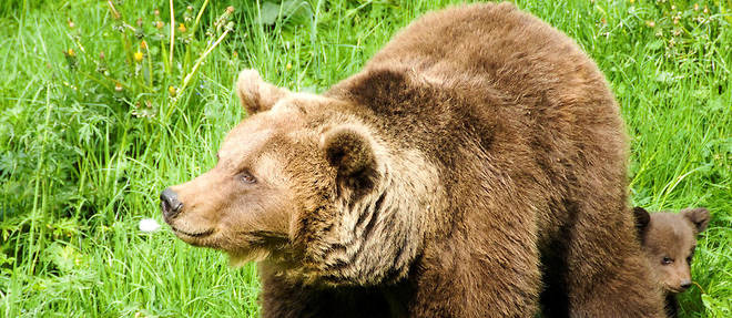 Francois de Rugy confirme la reintroduction d'ourses dans les Pyrenees