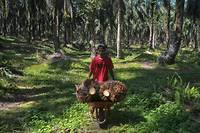 Les petits producteurs d'huile de palme d'Asie du Sud-Est voient l'avenir en noir