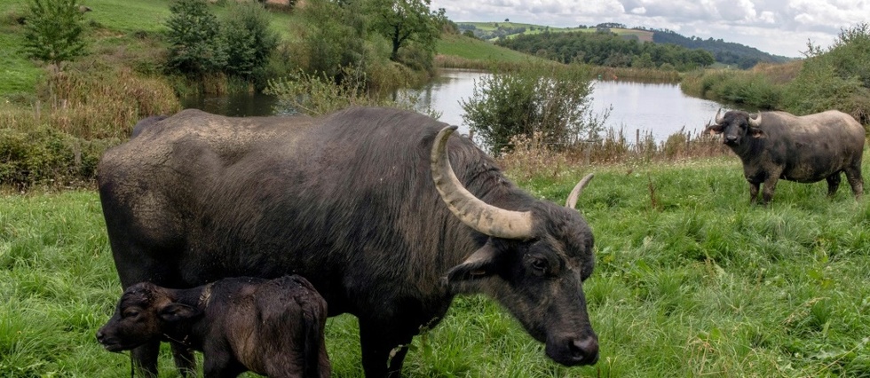 Le lait de bufflonnes, antidote à la crise pour des éleveurs du Massif Central