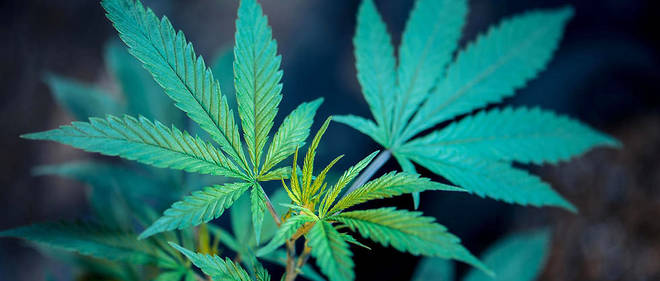 En Uruguay La Législation Sur Le Cannabis Fait Chemin Pas à - 