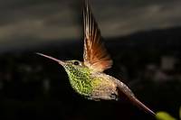 Les colibris se requinquent dans des jardins adapt&eacute;s &agrave; Mexico
