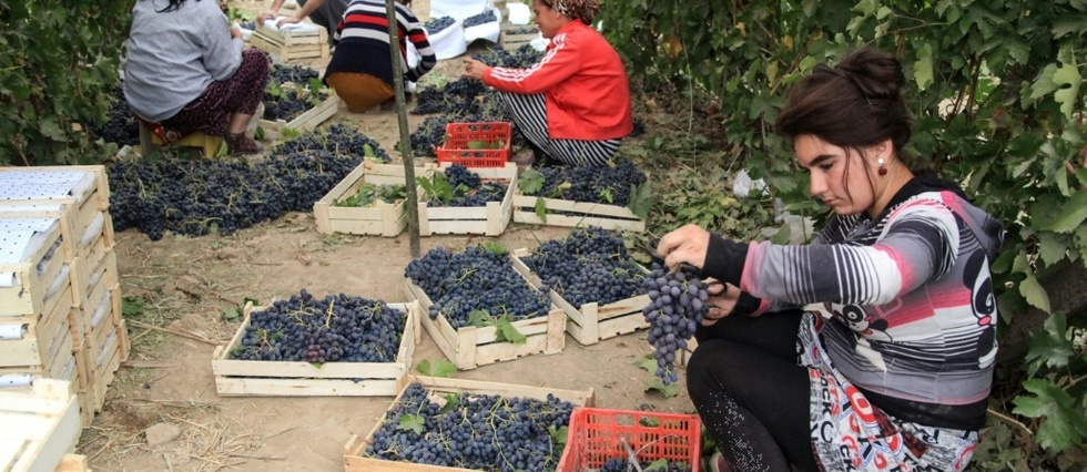 En Ouzbekistan, l'ouverture par le vin